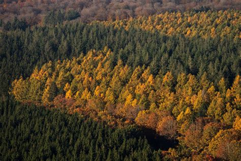 europacamp saint hubert|Europacamp – Maison du Tourisme de la Forêt de Saint